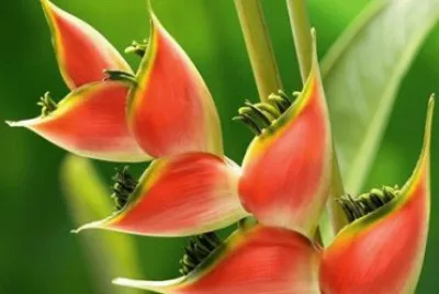 flores