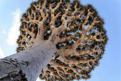 natural