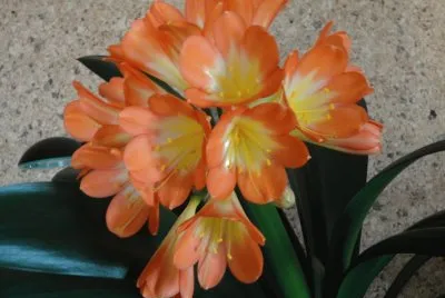 clivia