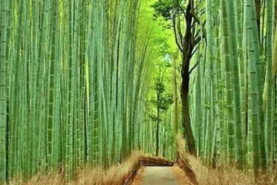 Nature at Work