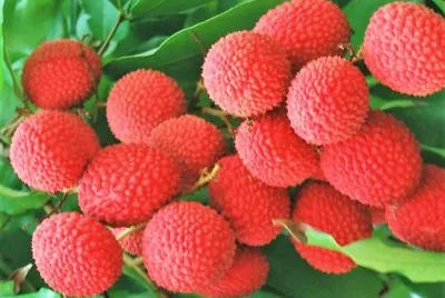 frutas