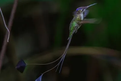 natural