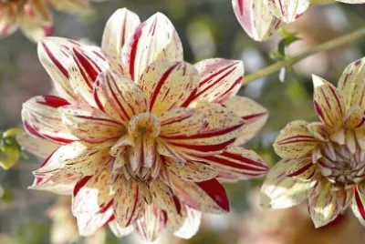 flores