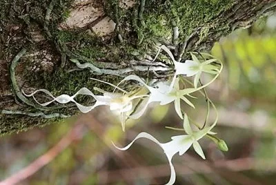 natural