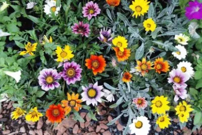 Flowers