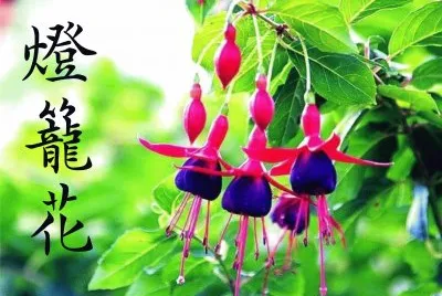 ç‡ˆç± èŠ±
