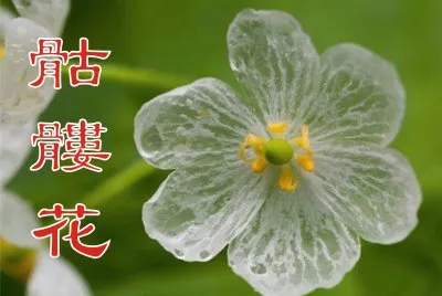 éª·é«èŠ±