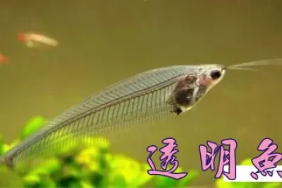 é€æ˜Žé­š
