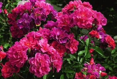 flores