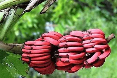 frutas