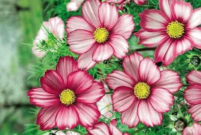 flores
