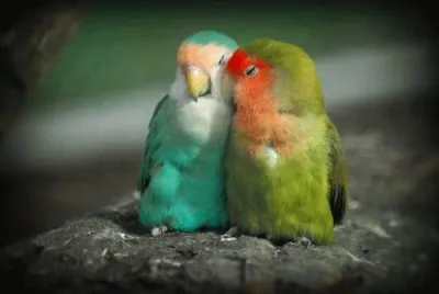 פאזל של â™¥