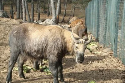 Takin del bhutan