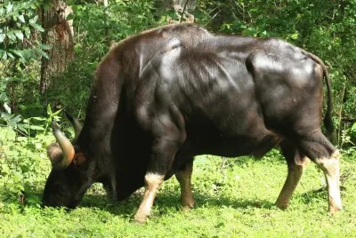 Bos gaur