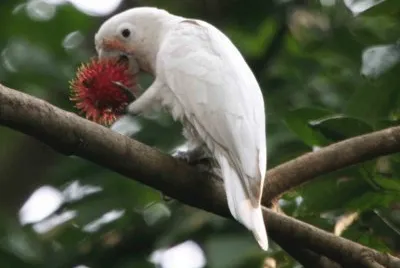 פאזל של Cacatua goffiniana