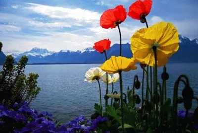 flores