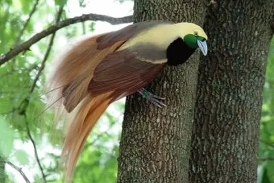 natural