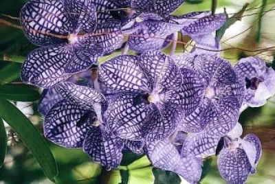 flores