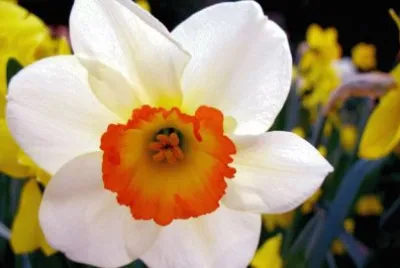 flores
