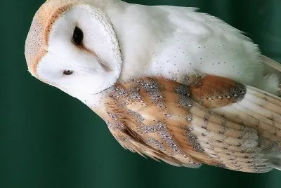 natural