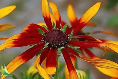 flores