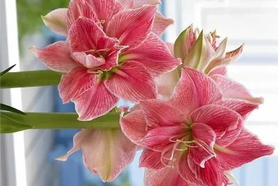 flores