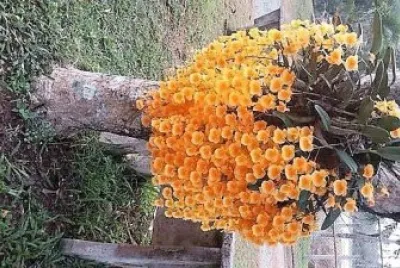 flores