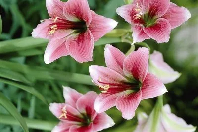 flores