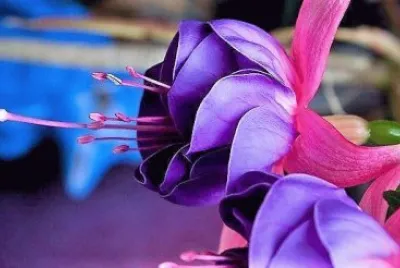 flores