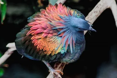 natural