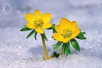 flores