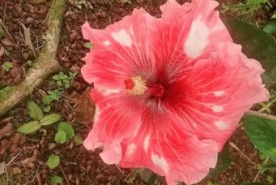 flores