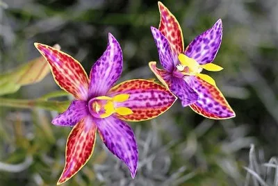 flores