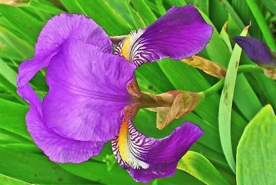 flores