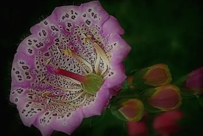 flores