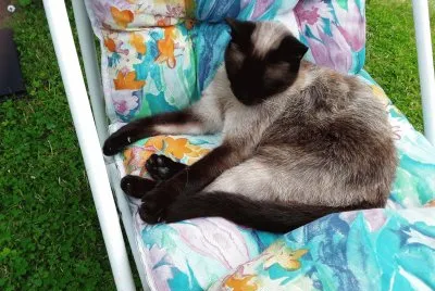 Miam dans son fauteuil