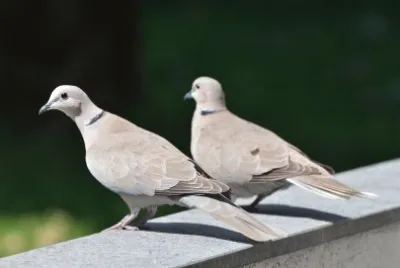 Tauben