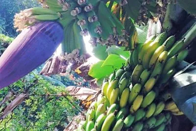 frutas