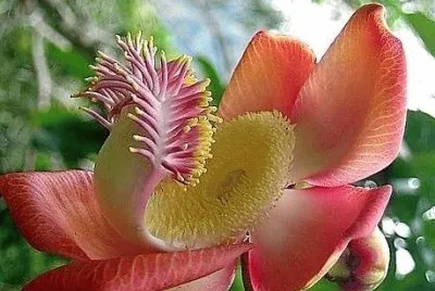 flores