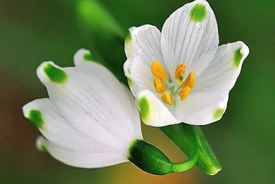 flores