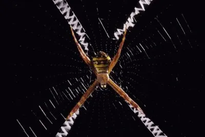 X marks the spot