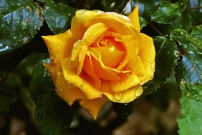 rose