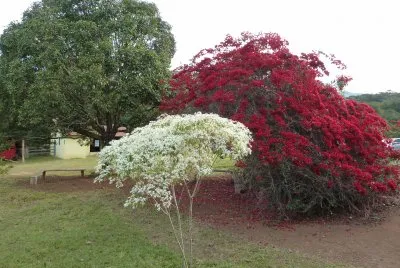 Primavera+2