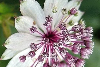 flores