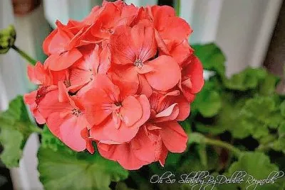 flores