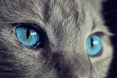 eyes of the cat