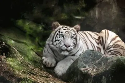 tigre blanco descansando