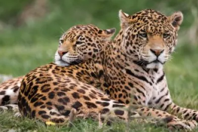 jaguars
