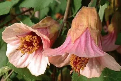 flores