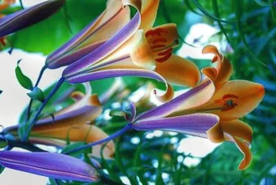 flores